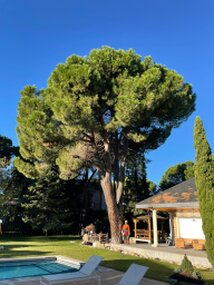 Tala y poda en Altura de árboles en Huelva y municipios