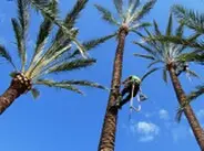 Podas en altura de árboles y palmeras, Huelva Podas en altura de palmeras, Huelva